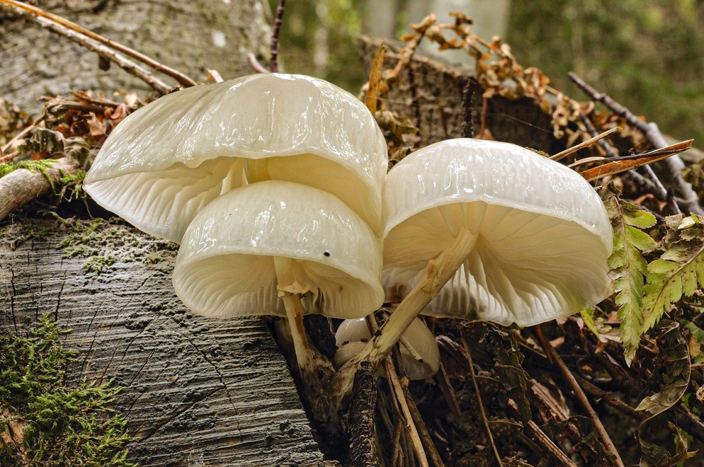 Buchenschleimrübling © Michaela Friebes Buchenschleimrübling