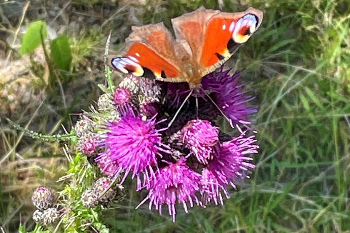 Biodiversität am Lustbühel
