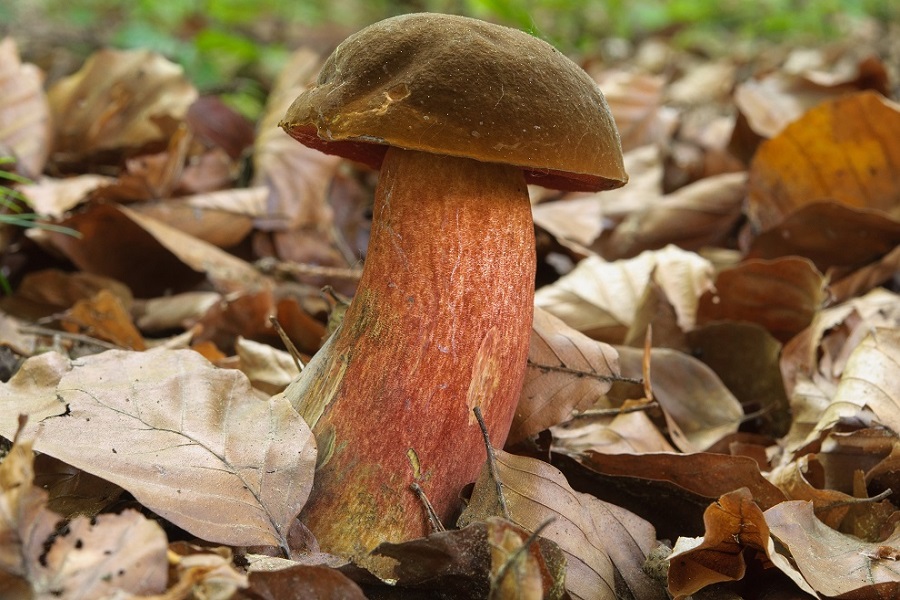 Flockenstieliger Hexenröhrling © Michaela Friebes Flockenstieliger Hexenröhrling