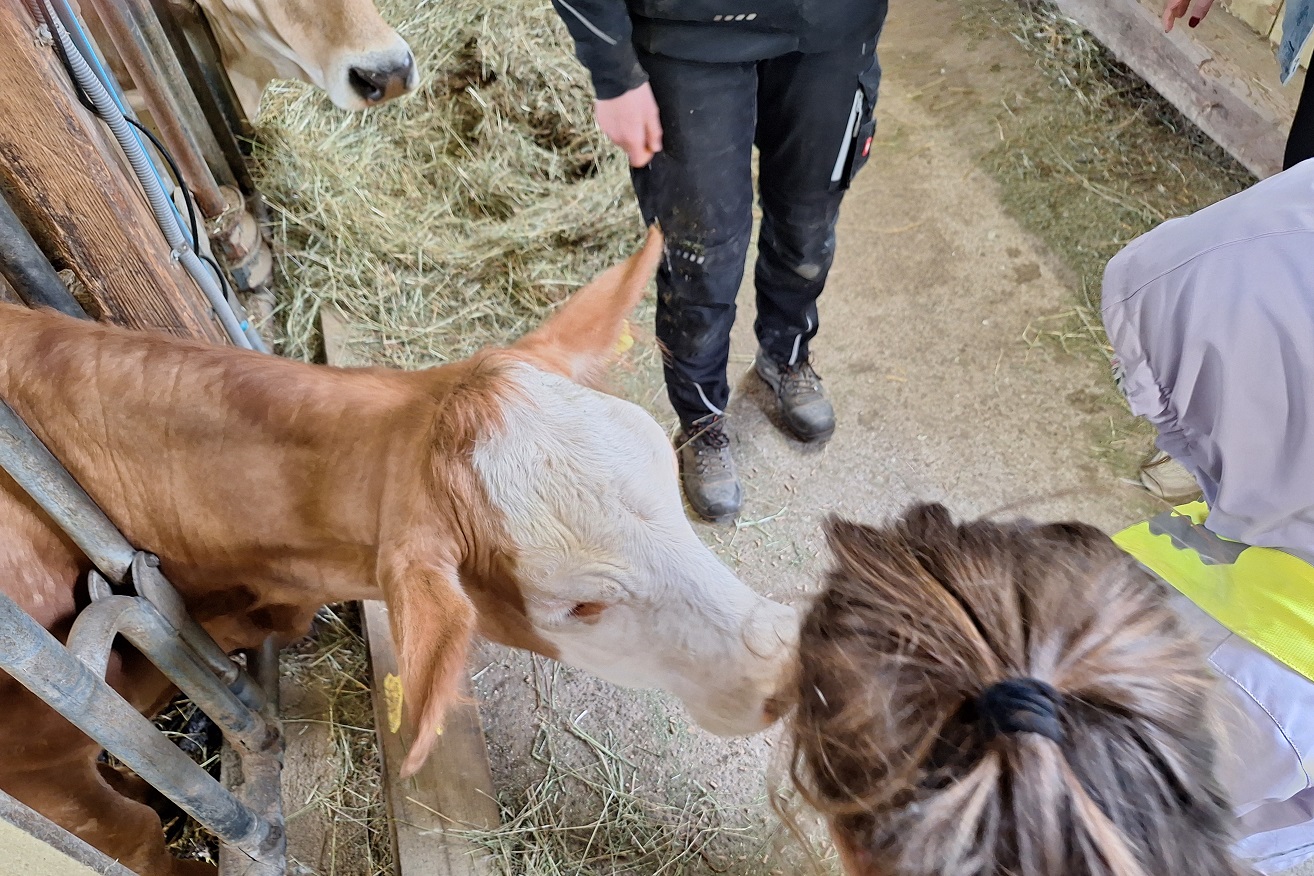 Ein Schwerpunkt der Programme: Nutztiere wie Rinder, Schafe und Ziegen © KIGA Brucknerstraße/Marliot Ein Schwerpunkt der Programme: Nutztiere wie Rinder, Schafe und Ziegen